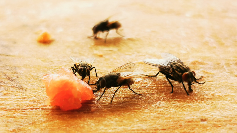 Close-up image of flies inside a kitchen on a cutting board