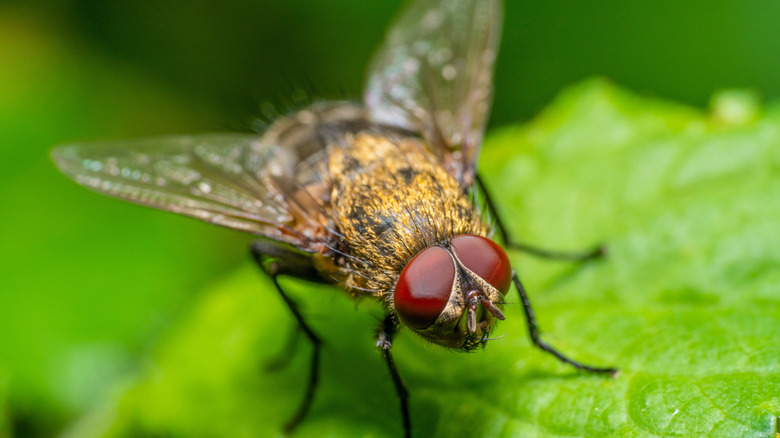 A cluster fly sitting on a leaf