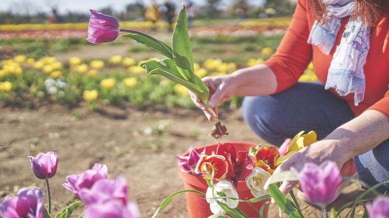 woman pulling tulip with bulb