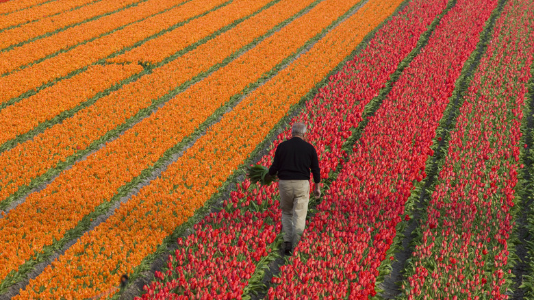 Farmer at tulip farm