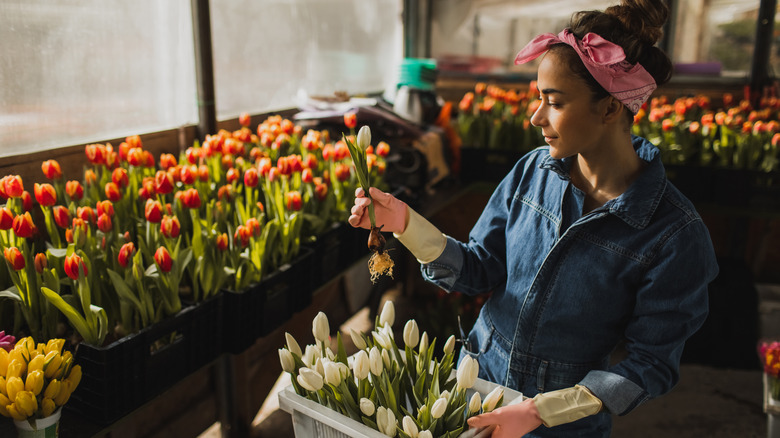 farmer checks tulip quality