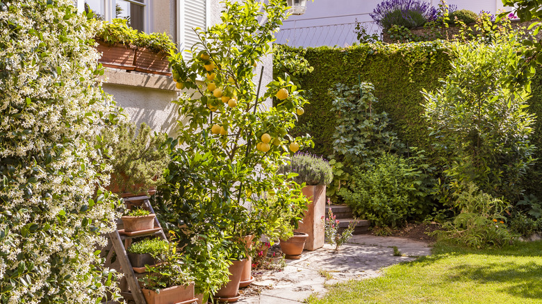 Young lemon tree with lots of fruit in a backyard