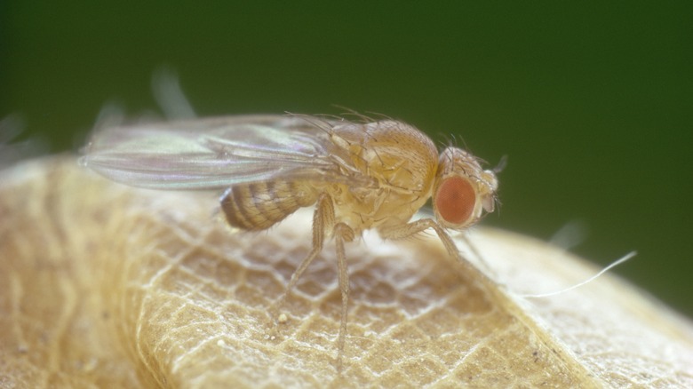 Fruit fly up close