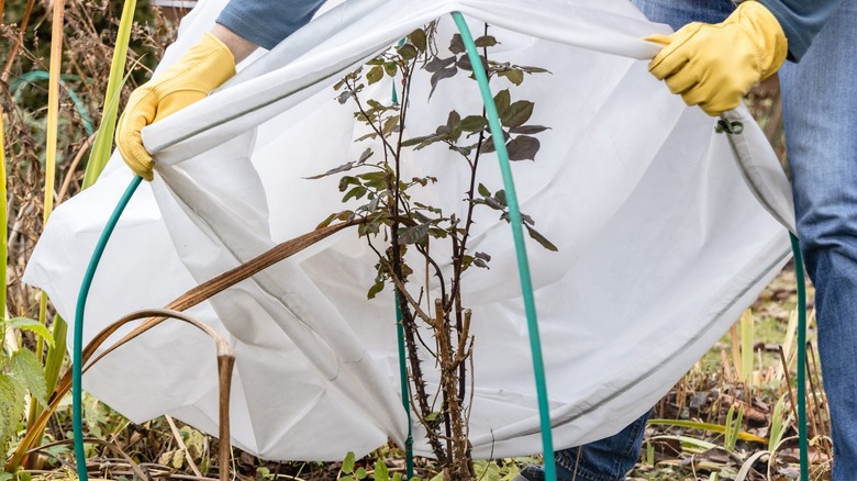 Some roses may benefit from frost protection.