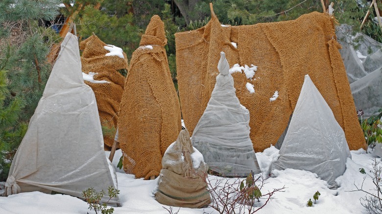 Cloth burlap protects plants from frost damge.