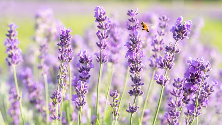 Lavender growing in a bright garden