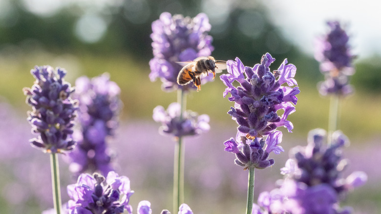 A bee hovering near pretty purple lavender flowers surrounded by other lavender blooms