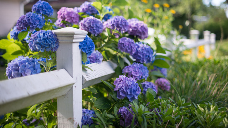 hydrangea blooming by fence