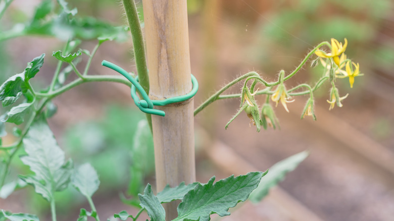 Vine attached with twist tie