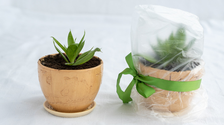 plant covered in polyethylene bag