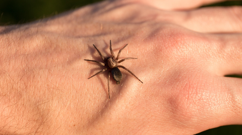 Spider on a person's hand 