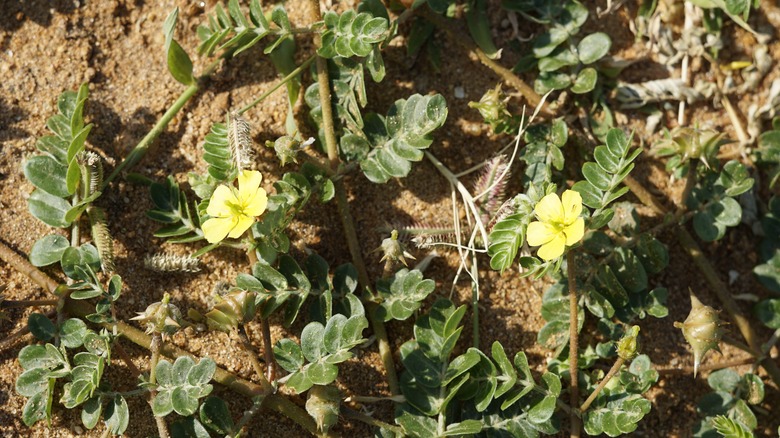 Goathead weeds spreading out over dirt landscape