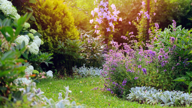 clover garden path