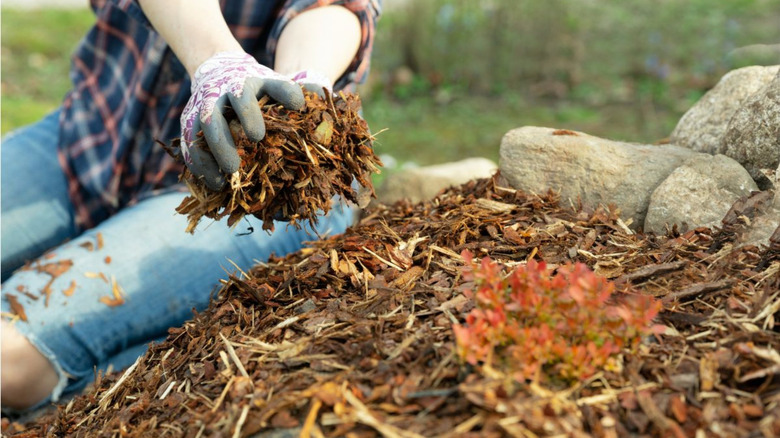 gardener putting down mulch