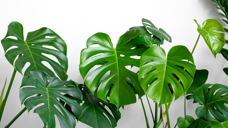 Monstera leaves