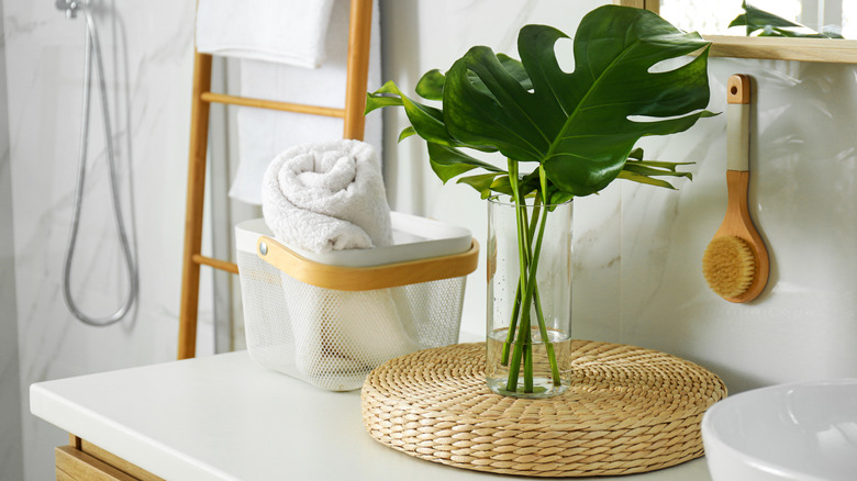 Monstera in glass vase