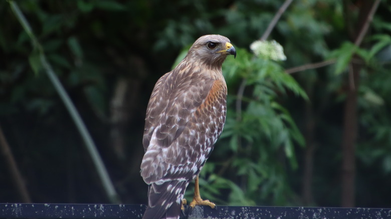 Hawk perched on fence