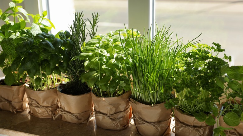 Indoor herb garden windowsill