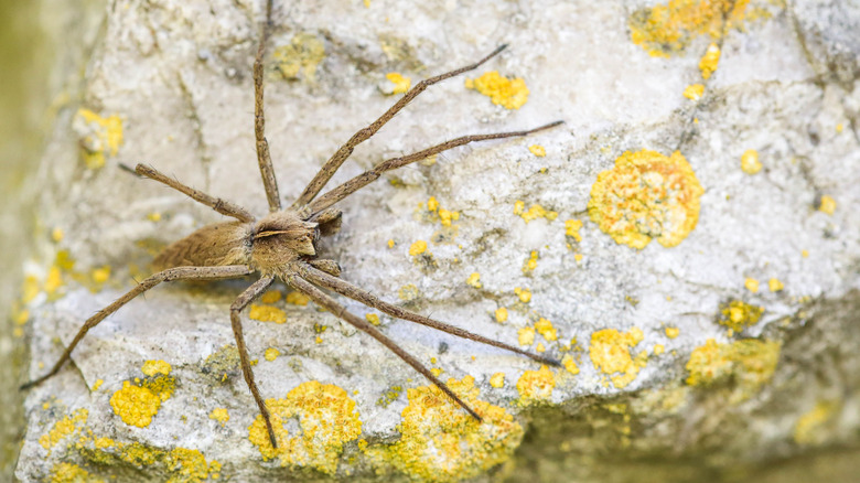 hobo spider on rock