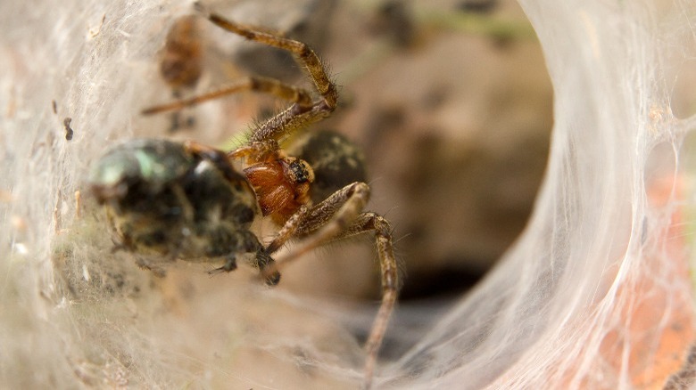 hobo spider with prey