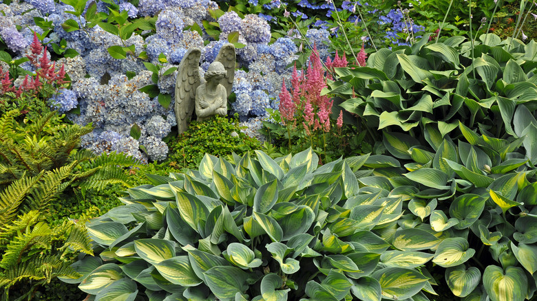 The Benefits of Pairing Hydrangeas with Hostas: A Perfect Companion ...