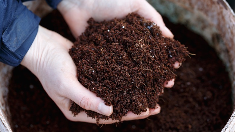 Hands holding soil