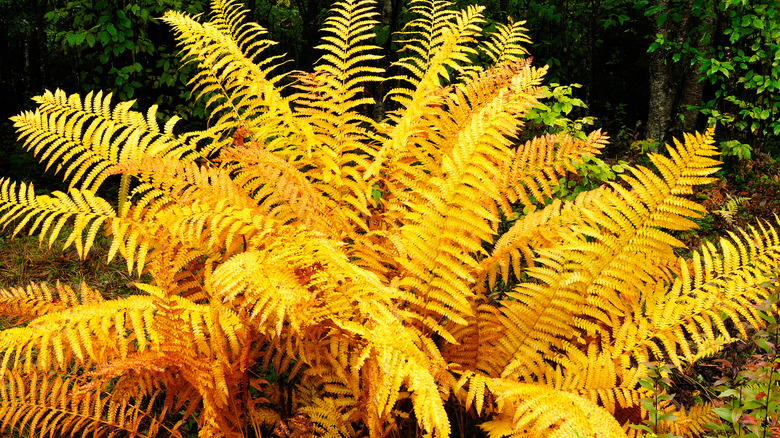 yellow and orange fern plant