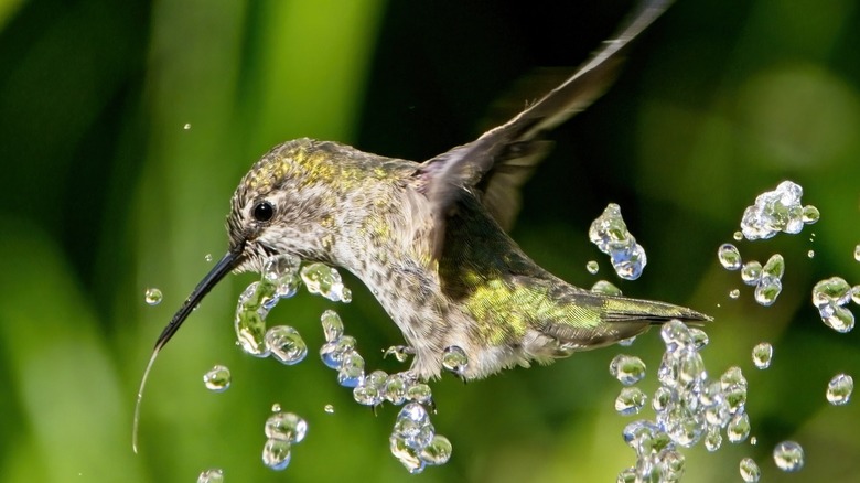 Hummingbird flying through mister