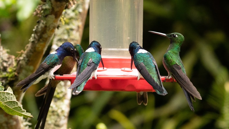 Five hummingbirds feeding from feeder