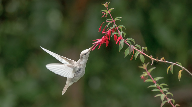 leucistic hummingbird feeding at flower