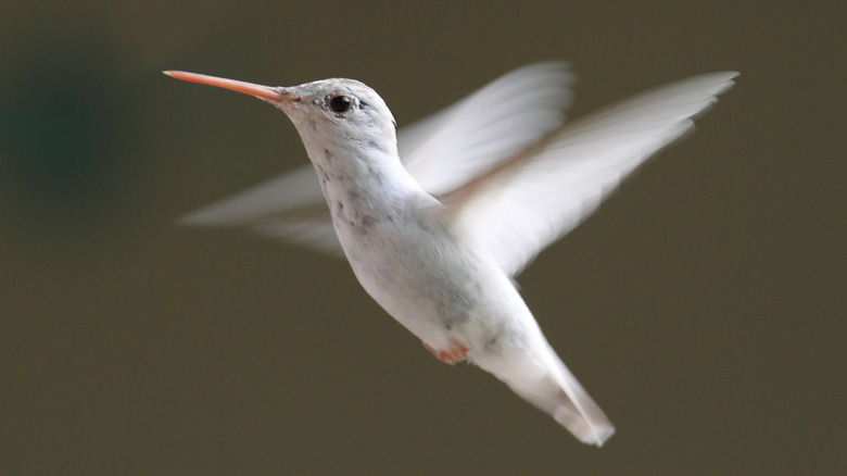 flying white hummingbird