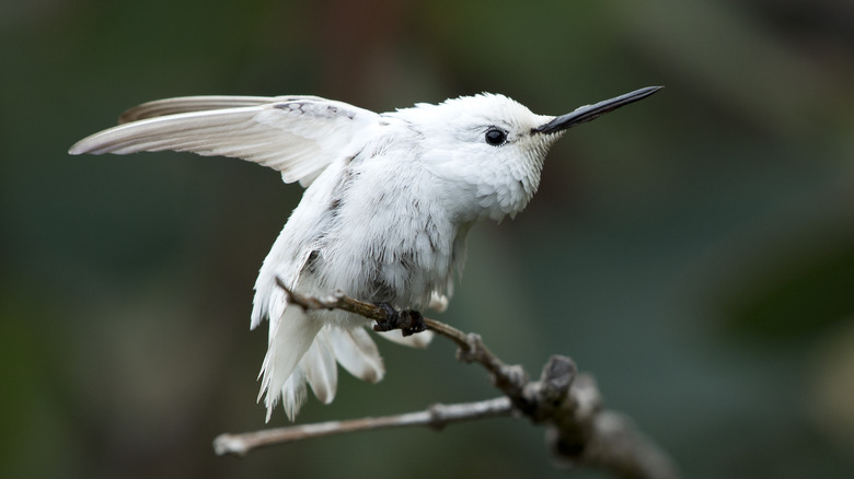 leucitic hummingbird readying to fly