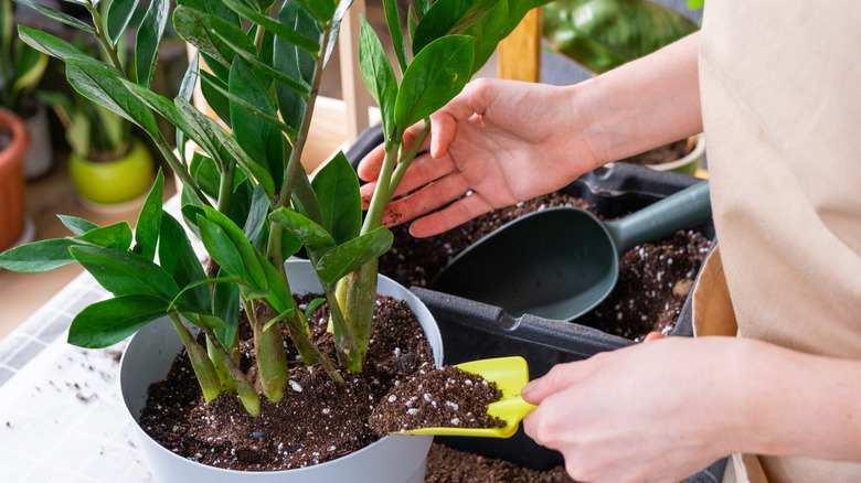 A home gardener repotting a houseplant with some good quality potting mix.