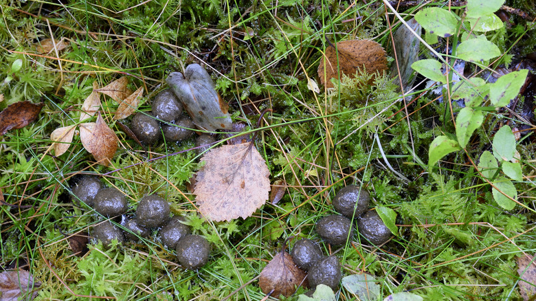 rabbit feces in soil