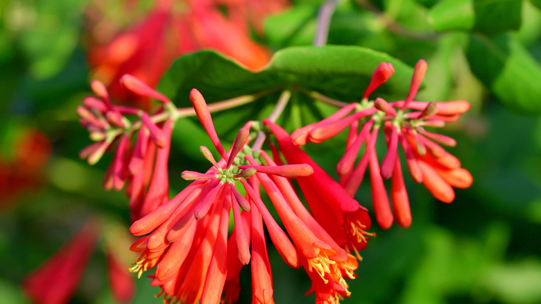 trumpet honeysuckle in backyard