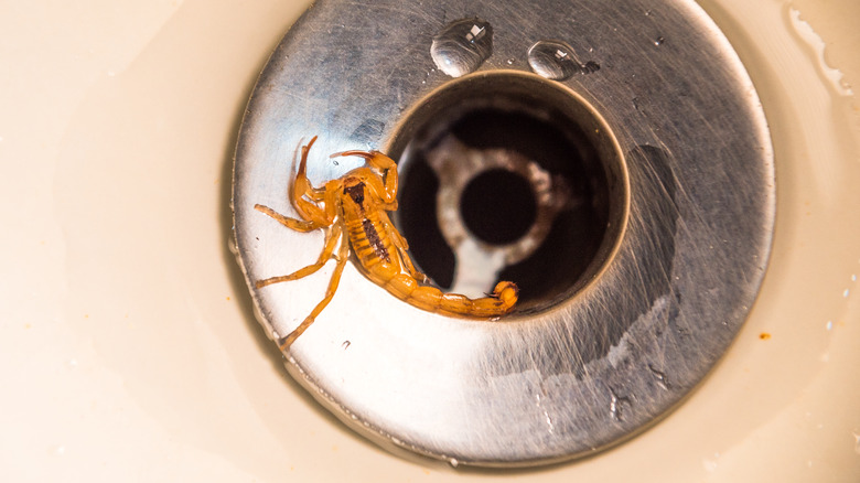 scorpion by drain hole