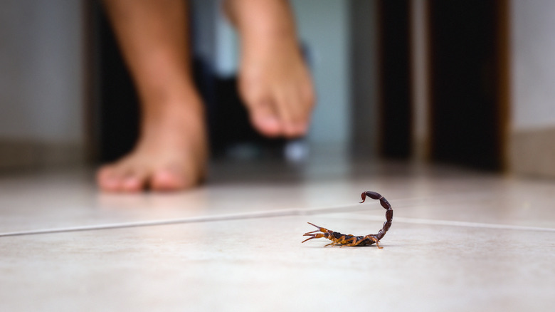 stepping on a scorpion