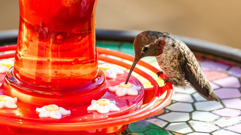 hummingbird drinking from nectar feeder 