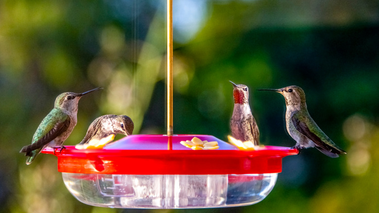 hummingbirds drinking from nectar feeder 