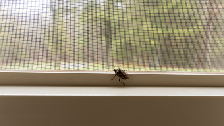 Stink bug on window