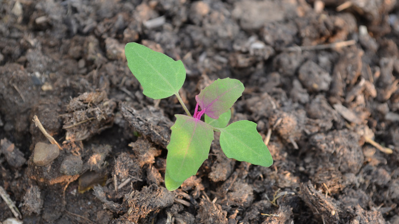 lambs quarter in soil