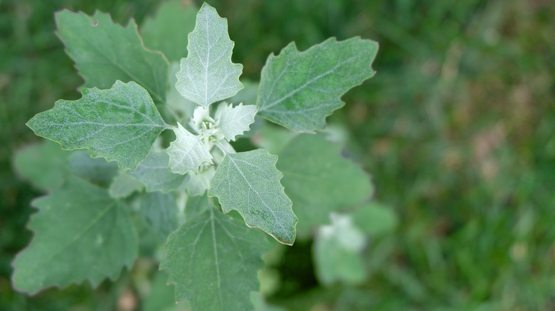 close up of lambs quarter