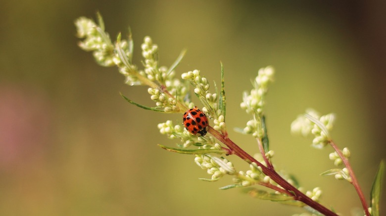 Ladybug climbing mugwort flowers