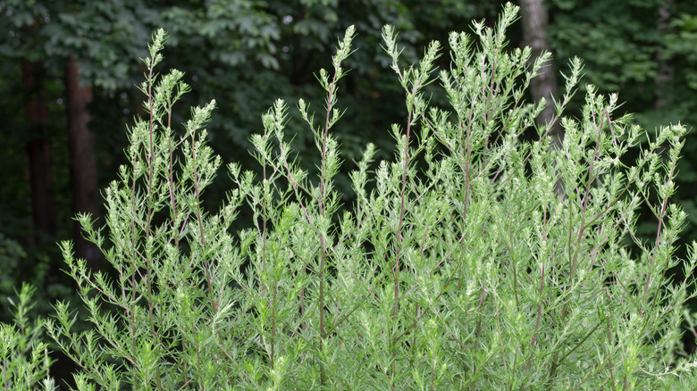 Hand picking a mugwort leaf