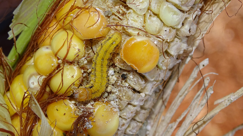 Corn infested with earworm 