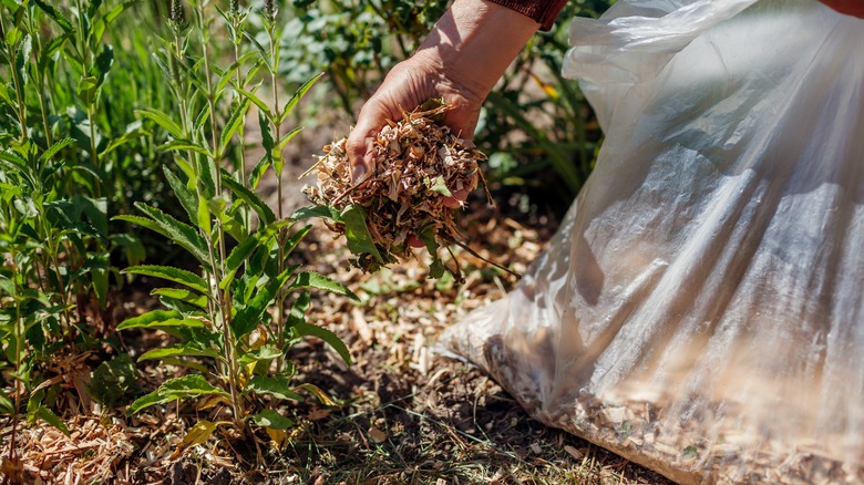 handful of shredded leaves