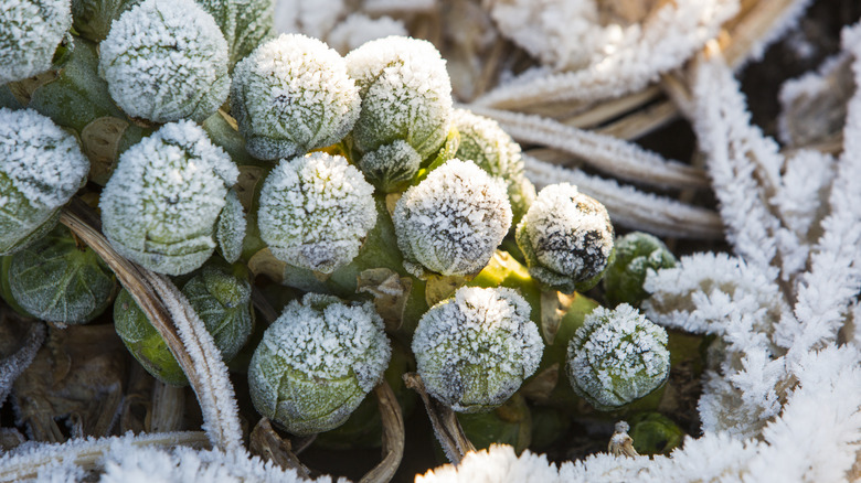 A stalk of frosty Brussels sprouts