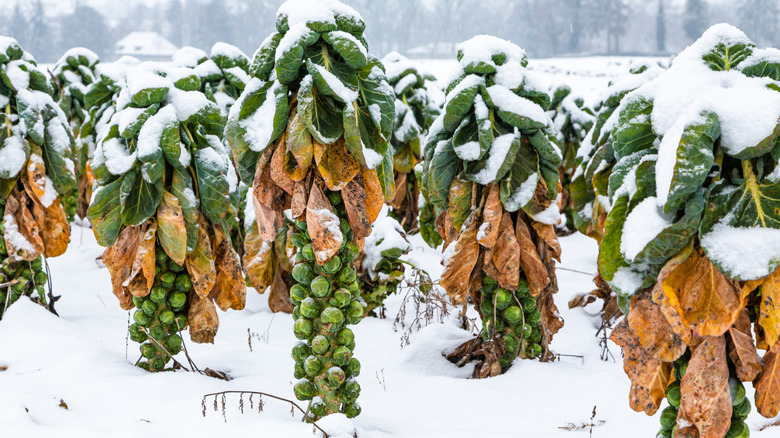 A field of snow-covered Brussels sprouts