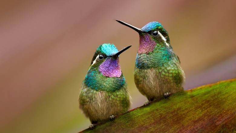 two hummingbirds 