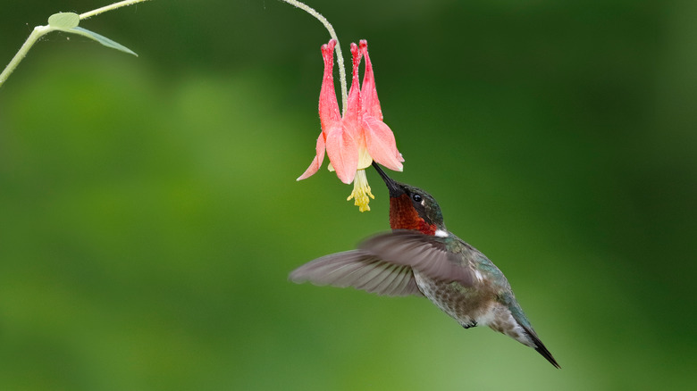 hummingbird feeding on red columbine